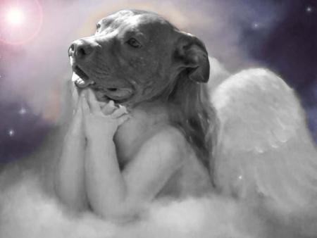 tete dechien et ange