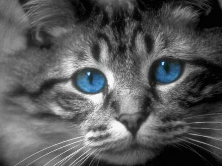 chat yeux bleu