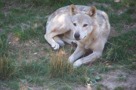 loup du gevaudan lozere 