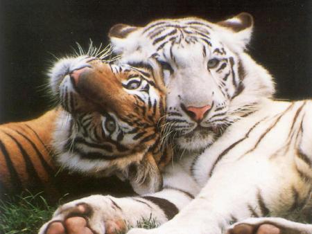 COUPLE TIGRE