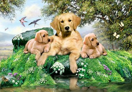 CHIEN LABRADORET CHIOTS