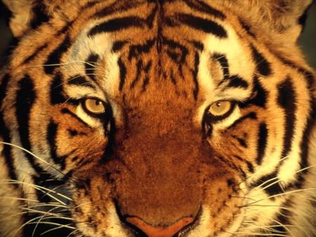 TIGRE