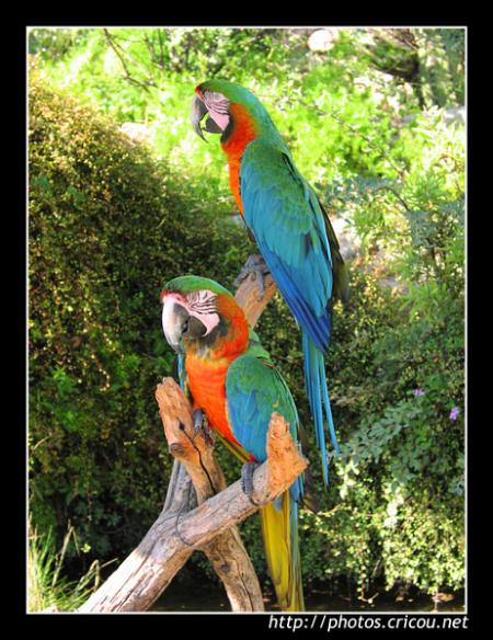 COUPLES DE PERROQUET