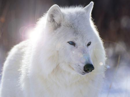 LOUP BLANC