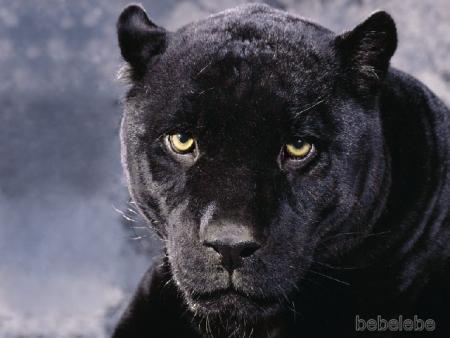 PANTHERE NOIRE